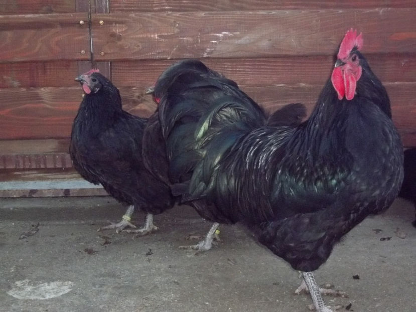  - Australorp