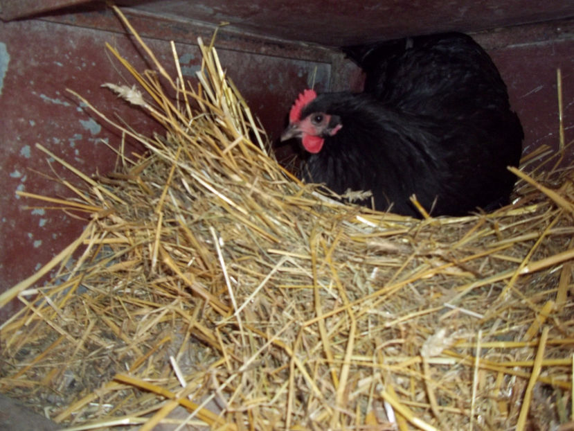  - Australorp