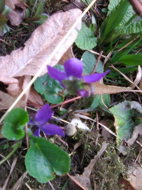 Photo0708 - Mixt de Floricele 2019