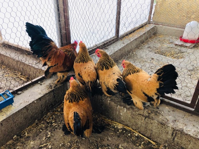  - Gaini matca 2019