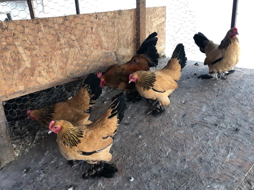  - Gaini matca 2019