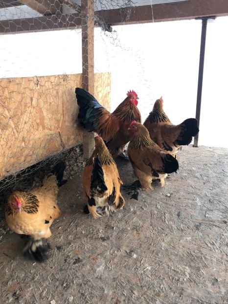  - Gaini matca 2019