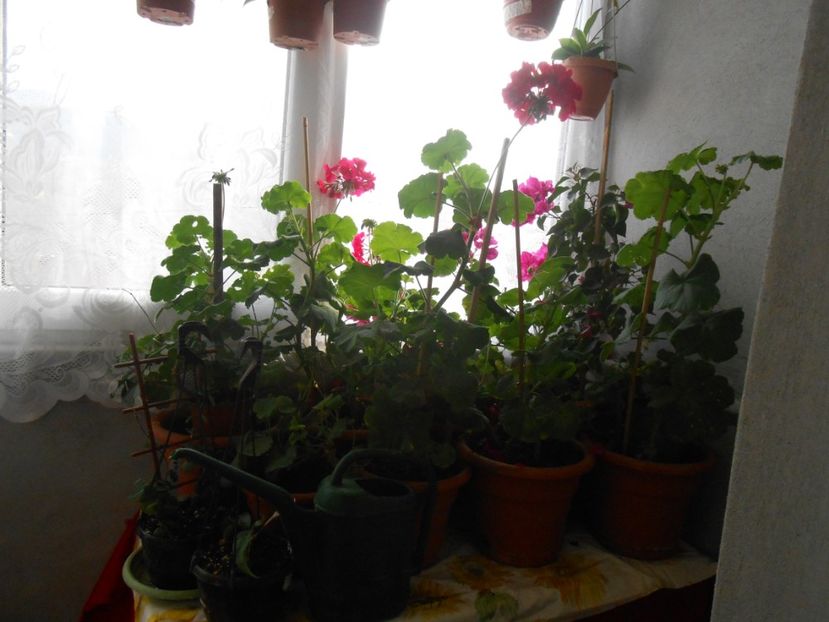  - florile mele