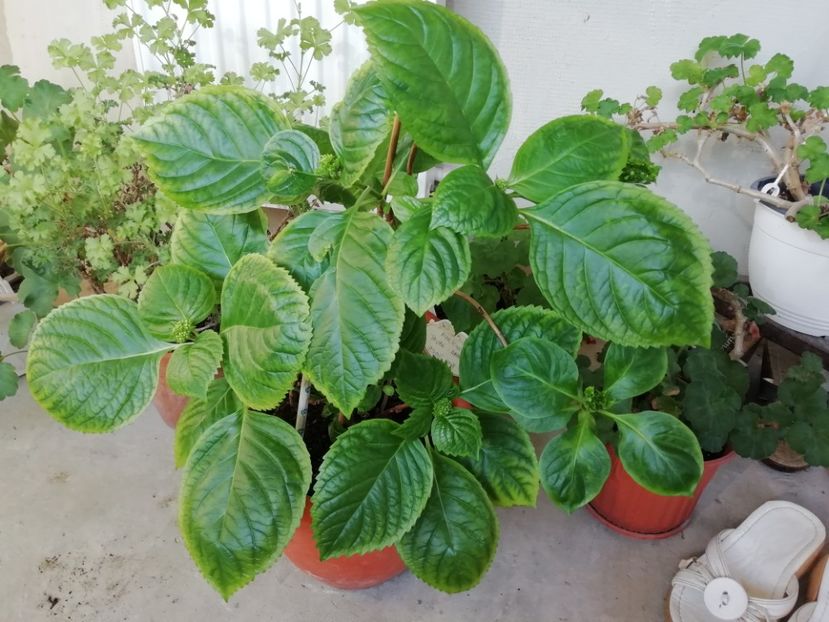 2019-28.03 taube - Hortensii
