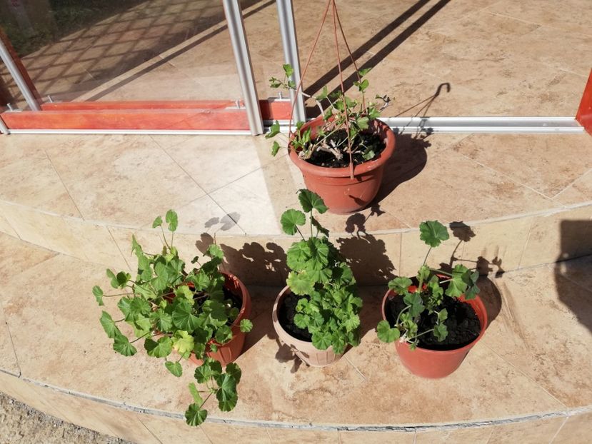 Muscate ( Zonale si curgatoare) 15 ronbuc- vandute - 0 Plante decorative