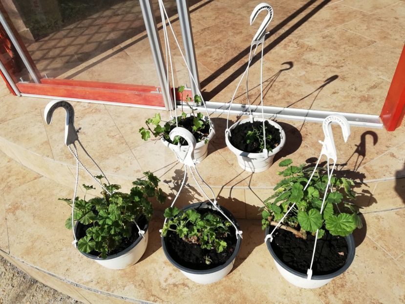 Muscate 10, 15 ronbuc - vandute - 0 Plante decorative