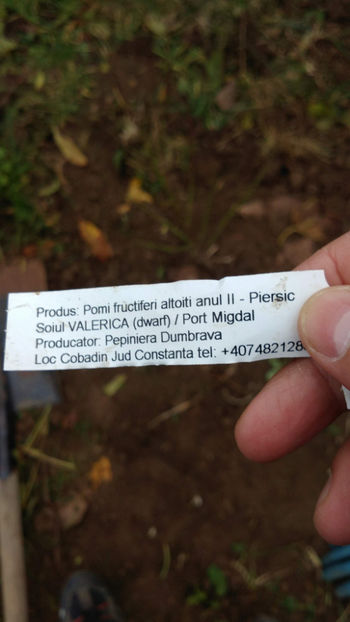  - Piersici Dwarf