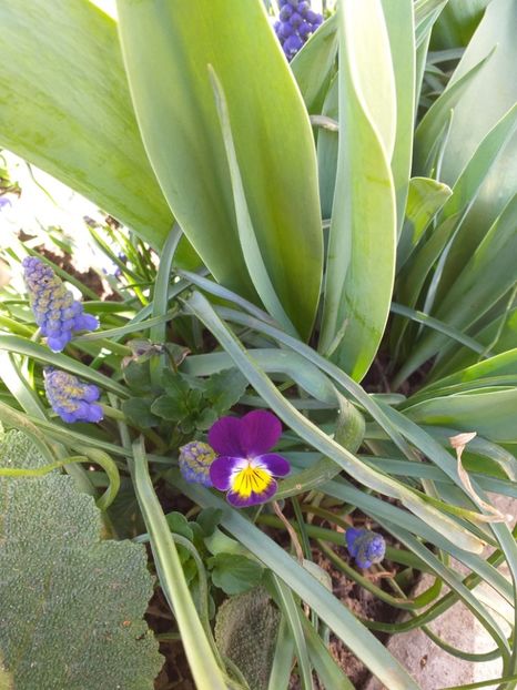  - 2019 Flori de gradina