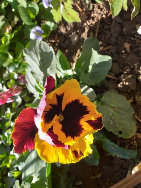  - 2019 Flori de gradina