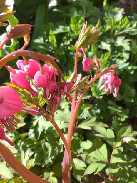  - 2019 Flori de gradina