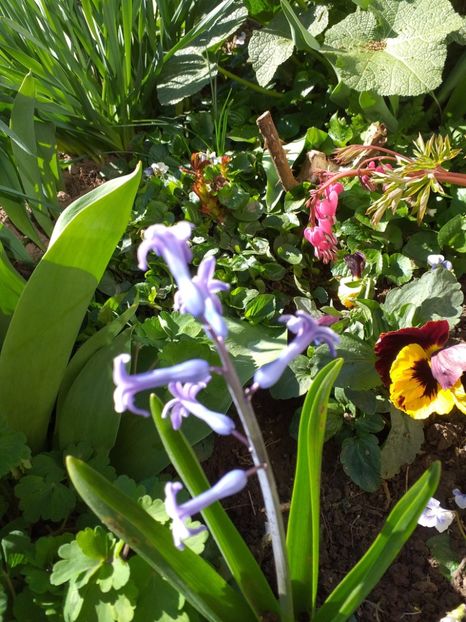  - 2019 Flori de gradina