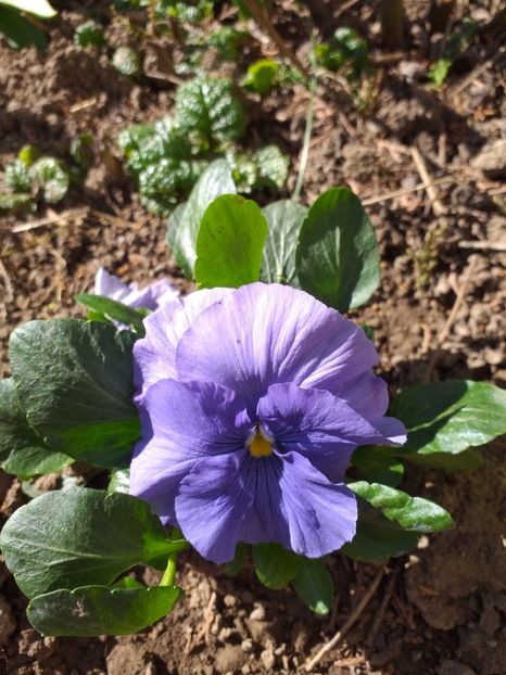  - 2019 Flori de gradina