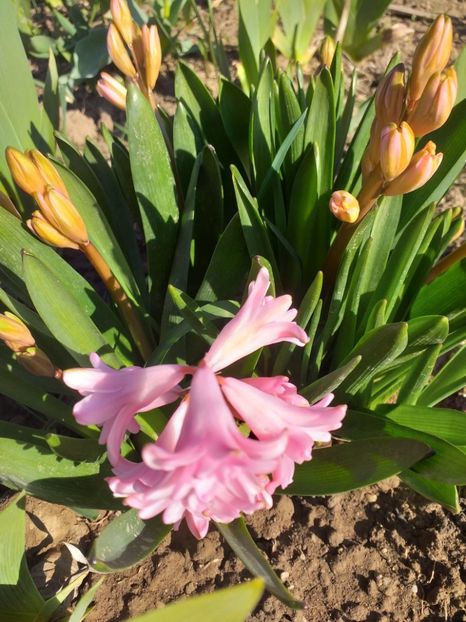  - 2019 Flori de gradina