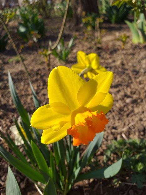  - 2019 Flori de gradina