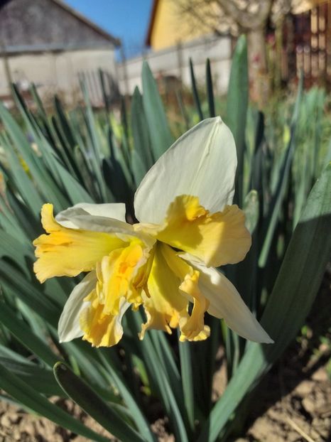  - 2019 Flori de gradina