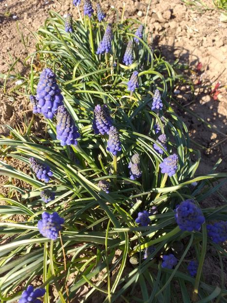  - 2019 Flori de gradina