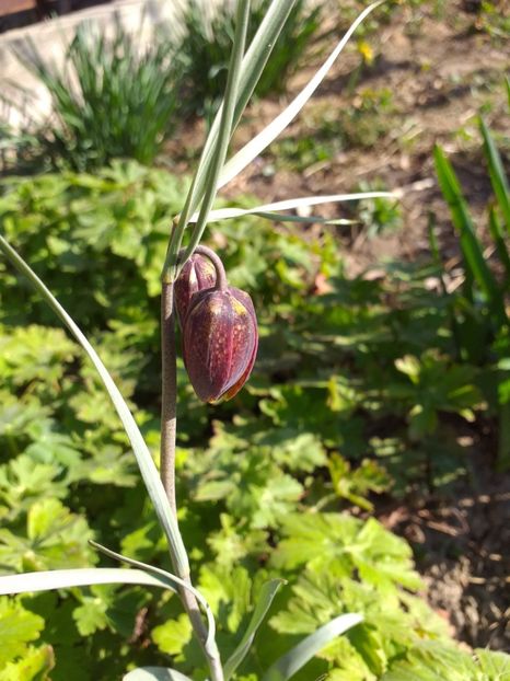  - 2019 Flori de gradina