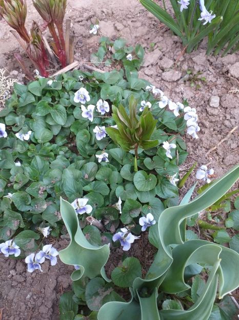  - 2019 Flori de gradina