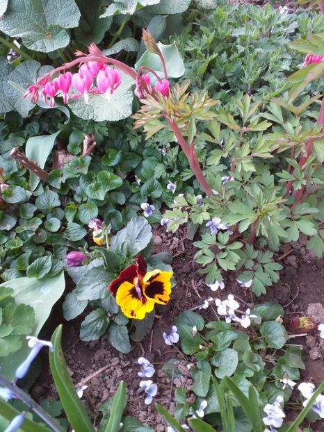  - 2019 Flori de gradina