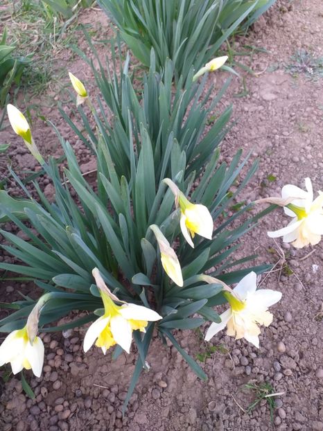  - 2019 Flori de gradina