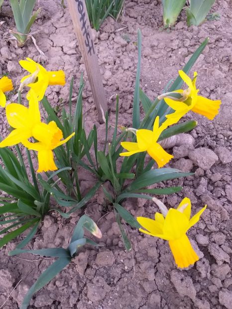  - 2019 Flori de gradina