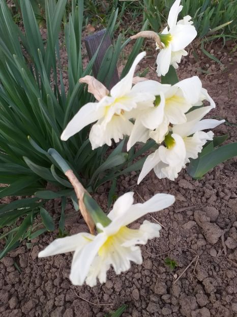  - 2019 Flori de gradina