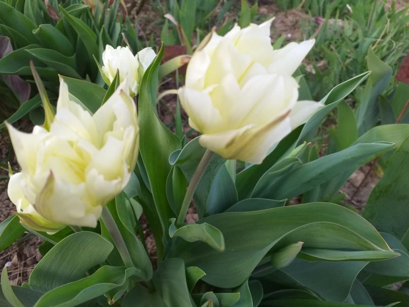  - 2019 Flori de gradina