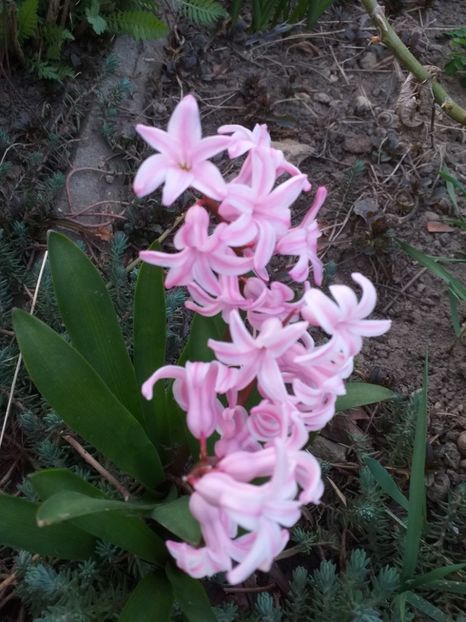  - 2019 Flori de gradina