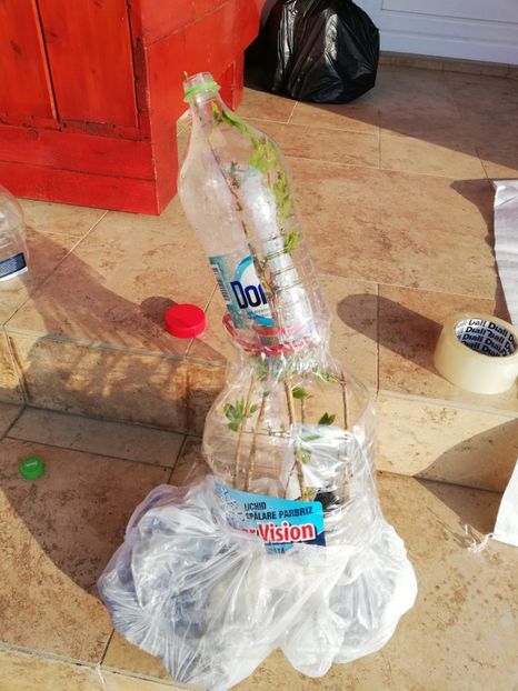 Forsithia cu balot - Diverse