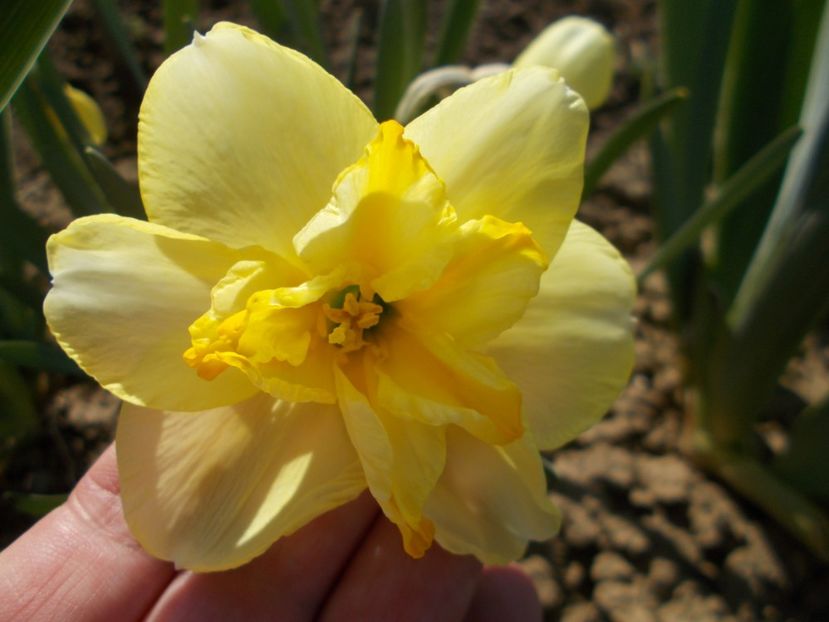  - 2019 Flori de gradina