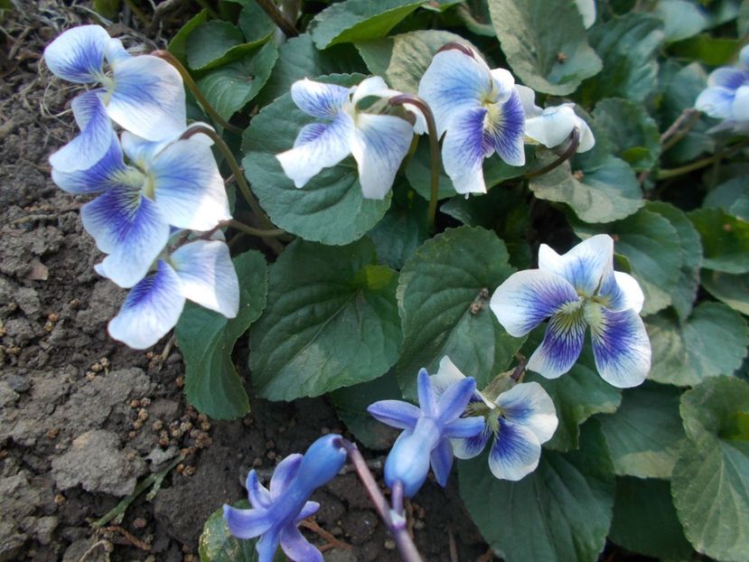  - 2019 Flori de gradina