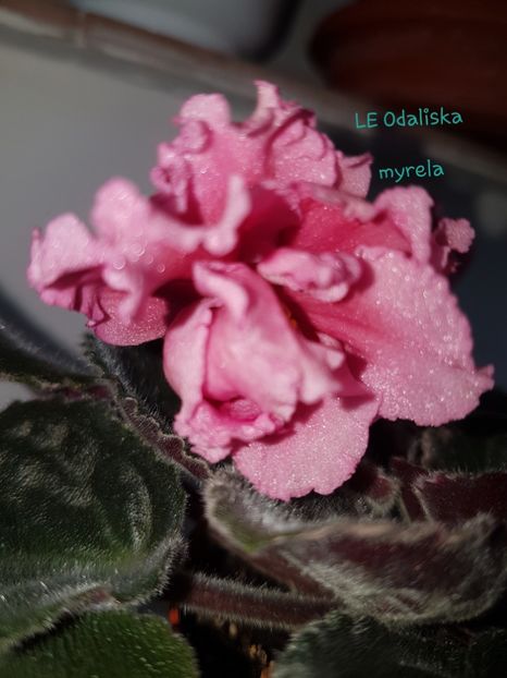 LE Odaliska - L Poze din colectia mea