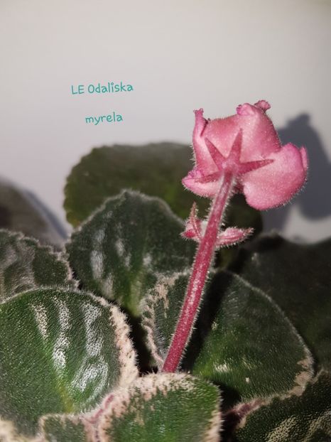 LE Odaliska - L Poze din colectia mea