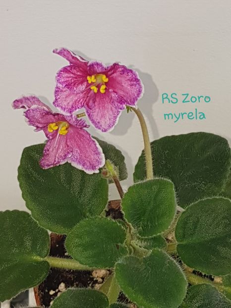 RS Zoro - R Poze din colectia mea