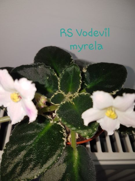 RS Vodevil - R Poze din colectia mea