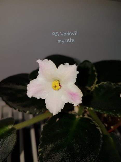 RS Vodevil - R Poze din colectia mea