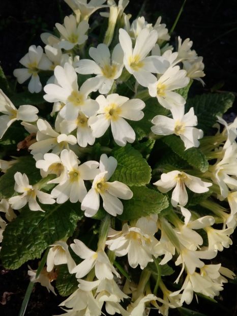  - Flori de gradina 2019