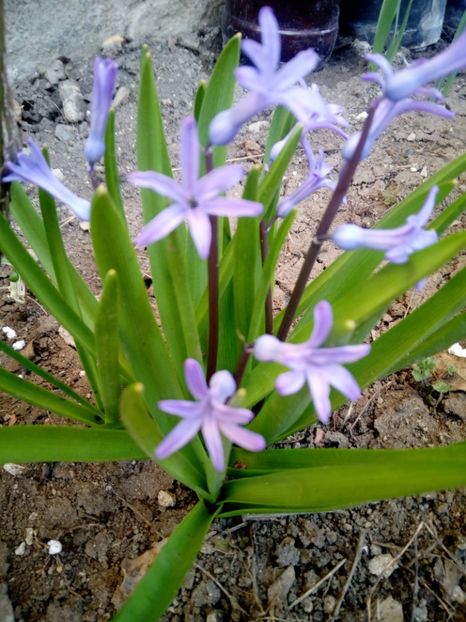  - Flori de gradina 2019