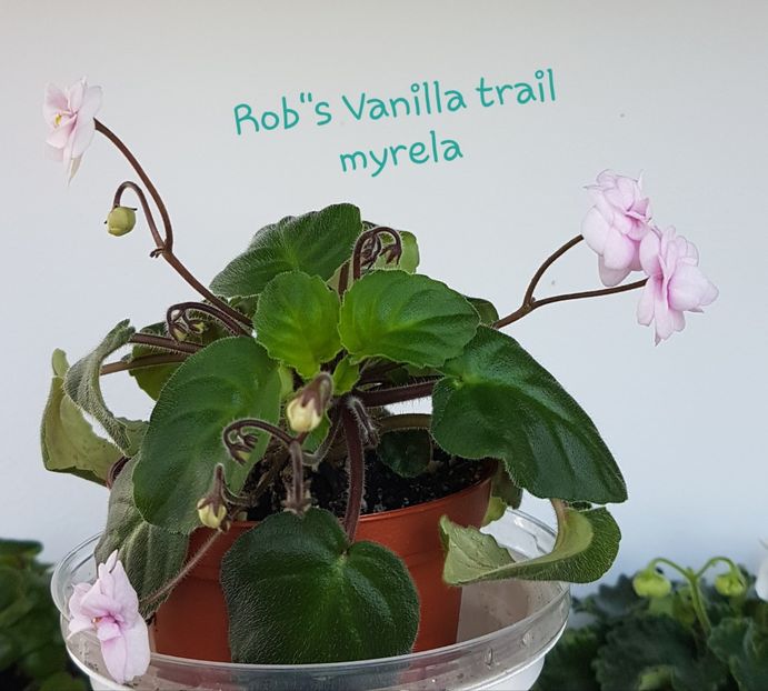 Rob"s Vanilla trail - R Poze din colectia mea
