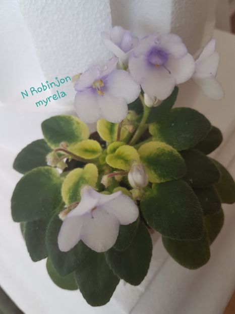 N Robinjon - M - N Poze din colectia mea