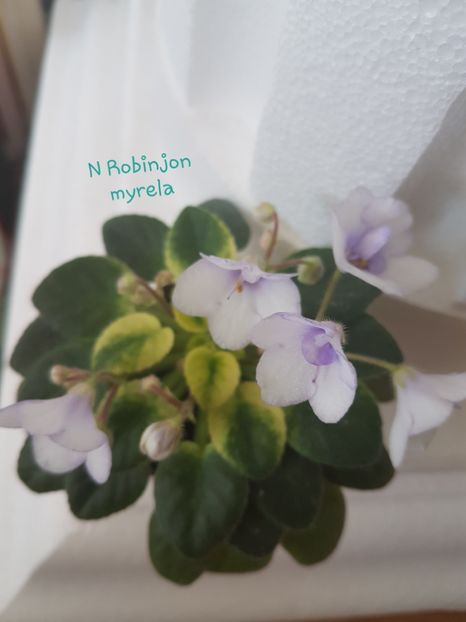 N Robinjon - M - N Poze din colectia mea