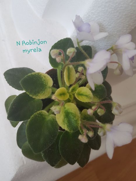 N Robinjon - M - N Poze din colectia mea