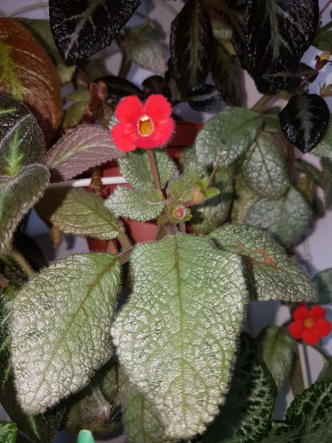  - episcii si chirite si alte gesneriaceae