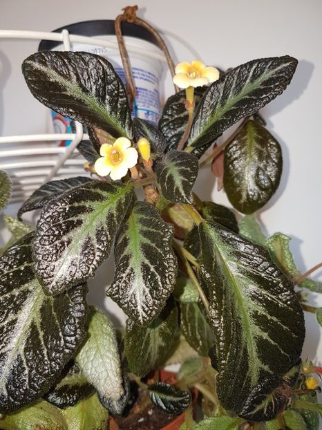  - episcii si chirite si alte gesneriaceae
