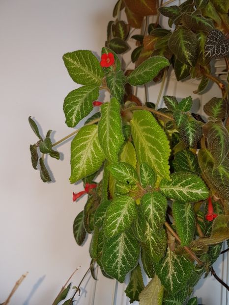  - episcii si chirite si alte gesneriaceae