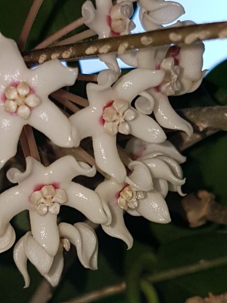  - Australis -pierdută