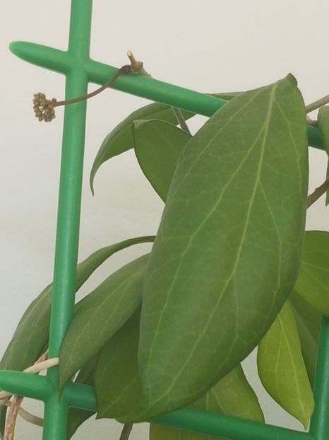  - Camphorifolia pierdută