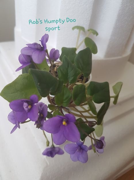 Rob's Humpty Doo sport - R Poze din colectia mea