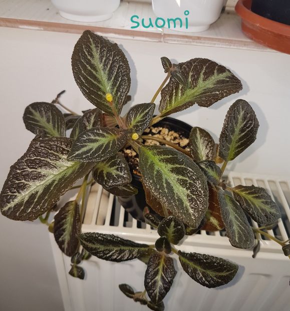  - episcii si chirite si alte gesneriaceae
