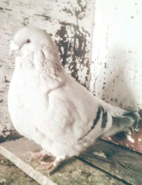  - - A - CRESCATOR POLIVALENT